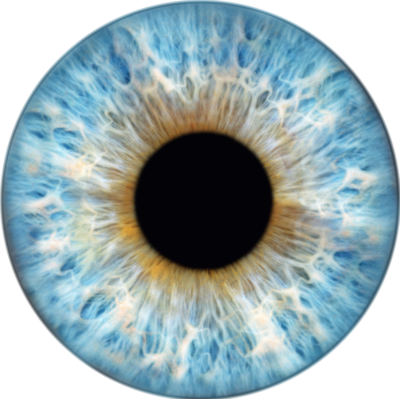 Iris bleu