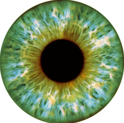 Iris vert